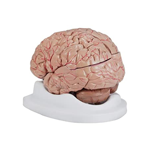 Human Brain with Arteries Model